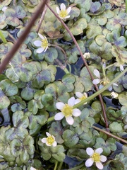 Ranunculus omiophyllus