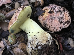 Butyriboletus querciregius