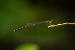 Prodasineura autumnalis