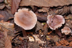 Mycena vinacea