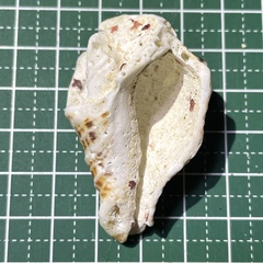Latirus polygonus
