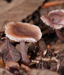 Mycena vinacea