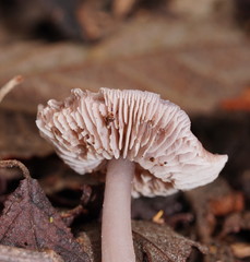 Mycena vinacea