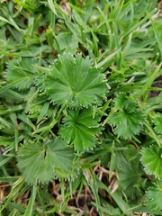 Alchemilla orbiculata