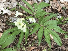 Cardamine kitaibelii