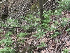 Cardamine kitaibelii