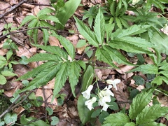 Cardamine kitaibelii