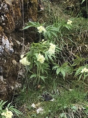 Cardamine kitaibelii