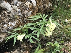 Cardamine kitaibelii