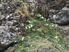 Cardamine kitaibelii