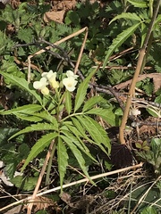 Cardamine kitaibelii