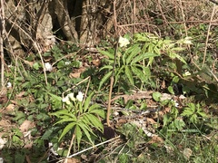 Cardamine kitaibelii