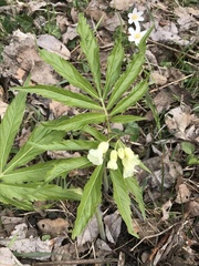 Cardamine kitaibelii