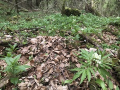 Cardamine kitaibelii