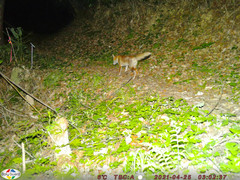 Vulpes vulpes japonica