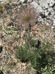 Pulsatilla montana