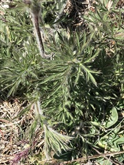Pulsatilla montana