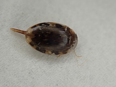 Laccophilus maculosus