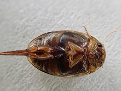 Laccophilus maculosus