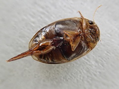 Laccophilus maculosus