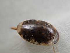 Laccophilus maculosus