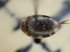Laccophilus maculosus