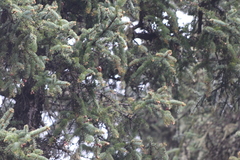 Leptopoecile elegans