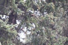 Leptopoecile elegans