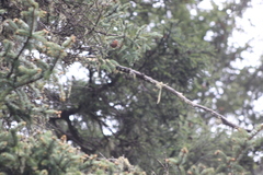 Leptopoecile elegans