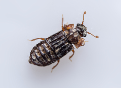 Micropeplus staphylinoides