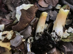 Aureoboletus citriniporus