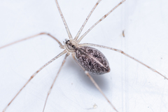 Holocnemus hispanicus