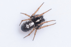 Hypsosinga albovittata