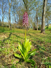 Orchis purpurea