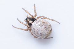 Hypsosinga albovittata