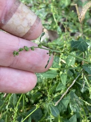 Chenopodium trigonon stellulatum
