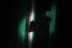 Coronidia evenus