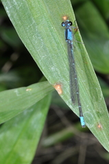 Oxyagrion ablutum