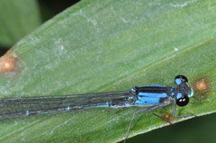 Oxyagrion ablutum