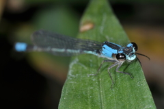 Oxyagrion ablutum