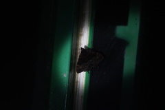 Coronidia evenus