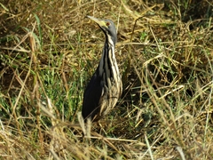 Ixobrychus sturmii