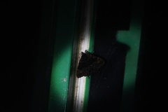 Coronidia evenus