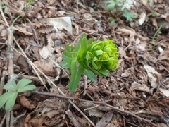 Euphorbia condylocarpa
