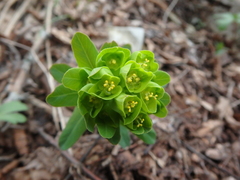 Euphorbia condylocarpa