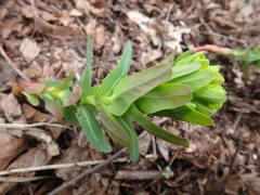 Euphorbia condylocarpa