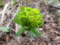 Euphorbia condylocarpa