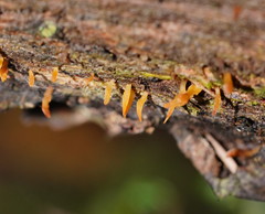 Calocera sinensis