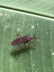 Leptoscelis quadrisignatus