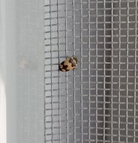 Attagenus bifasciatus